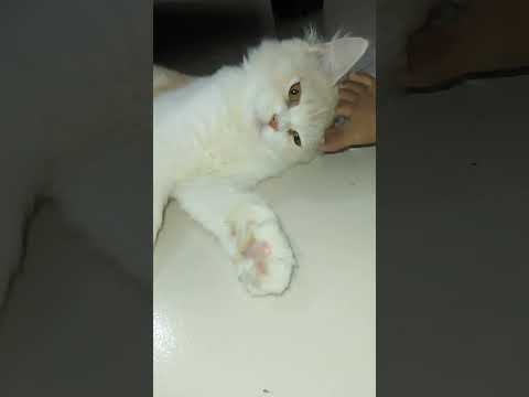 Cat videos, Cat Lover, Cat Shorts funny cat #cat