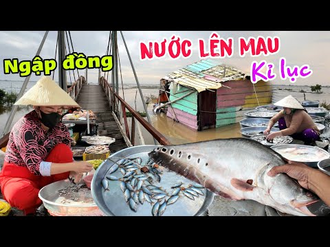 Nước Sông Tiền lên mau kỉ lục - Ngập tràn Cá mùa nước nổi chợ biên giới Campuchia