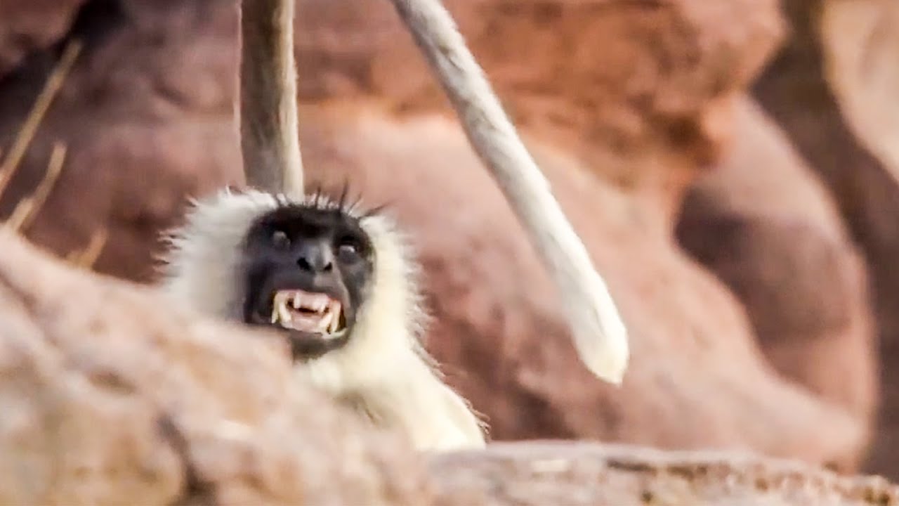 The Life Story Collection - Part 2 BBC Earth