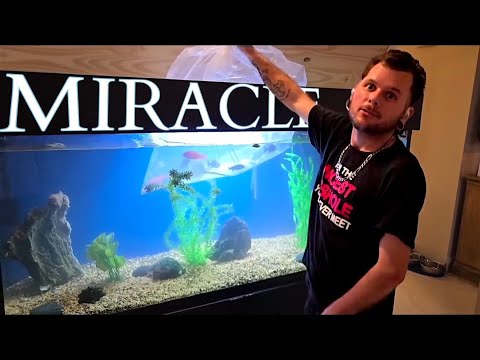 "Aquariums & Mental Health: One Man’s Journey to Healing"