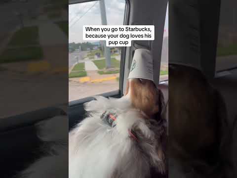 Please give your puppy a puppy cup 🥰🥰🐶#usa #longervideos #cats #fypage