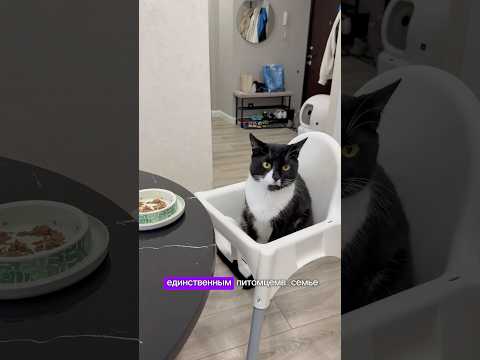 Еще один шатающийся кот?