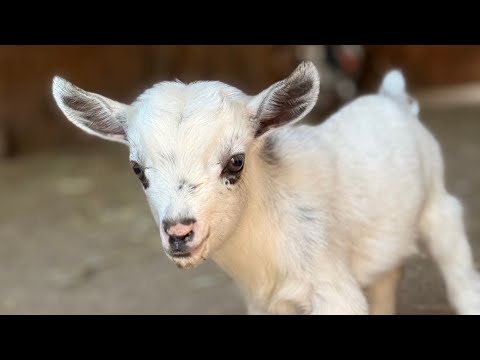 Two goat babies + Two kittens = fun times in the barn.