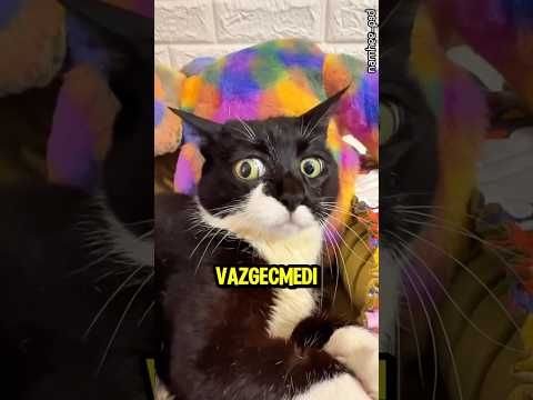 Felç Kalmış Kedi Ve Onun İnanılmaz Mücadelesi