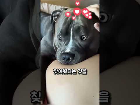 강아지와 함께 자란 아이