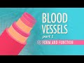 Exploring Blood Vessel Structure and Function