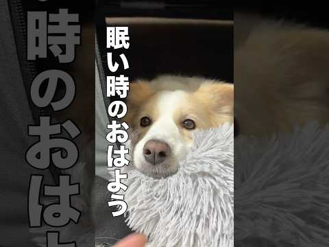 早朝の犬の『おはよ』の声が眠そうでした...【ボーダーコリー】#shorts サムネイル