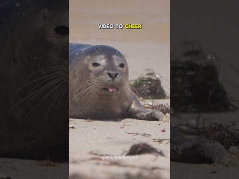 This seal will cheer you up #seal