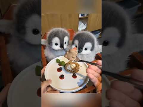 Cute baby Panguins 🤩😘 #shorts #shortvideo #cute #cuteanimals #animallife #viral #panguin #trending