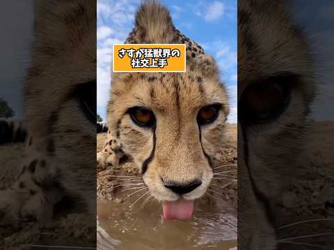 ㊗️100万再生突破‼️でかネコさんの動画見て笑ったら寝ろwwwwww