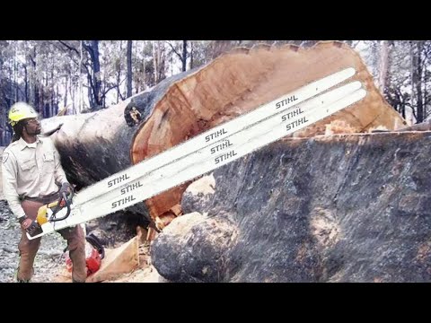 Dangerous Fastest Cutting Tree Felling with Chainsaw, Extreme Wood Sawmill Machines & Logging Truck