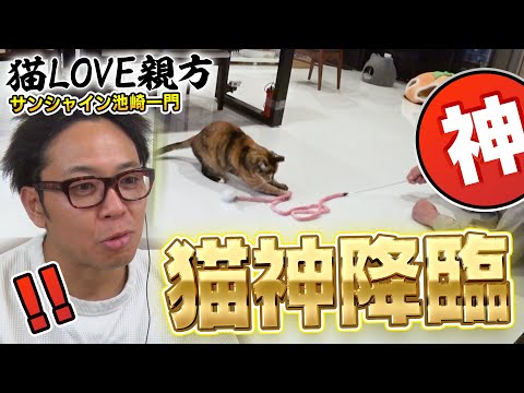 【猫神回】サンシャイン池崎さんも驚愕の保護猫師匠が二子山部屋のみーちゃんの元に・・・【猫LOVE親方】