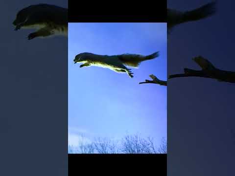 1  amazinganimals animalworld wildlife animalslifestyle nature fyp
