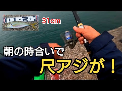 朝マズメパワーが凄過ぎた!!31cmの尺アジが連発！泳がせ釣りをやったら…