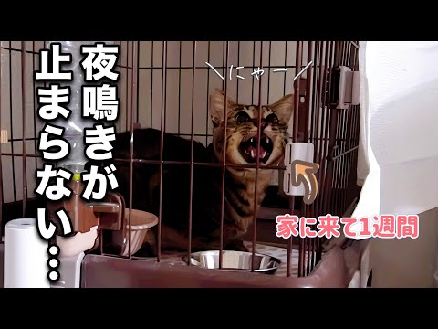 【我が家に来て1週間】夜鳴きが止まらない元野良猫と過ごす眠れぬ日々