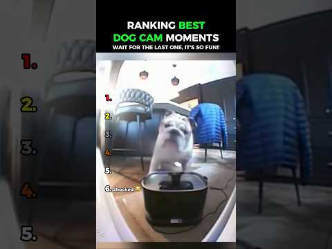 Funny Dog: Dogs Being Idiots Part 254 😂😂
