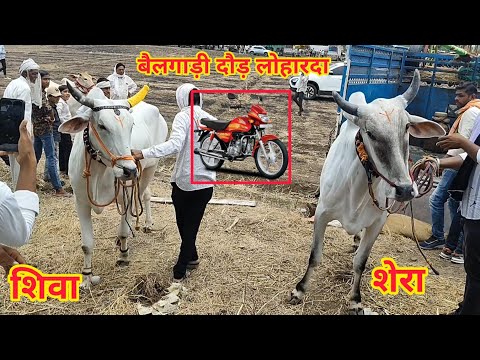 लोकेश पटेल मगरिया शेरा और शिवा बैलजोड़ी लोहारदा बैलजोड़ी दौड़ में पहला ईनाम डीलक्स बाइक ox race