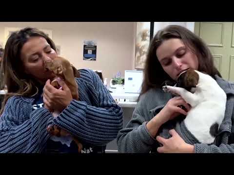 YouTube video thumbnail: Homeless Pets Arrive in New Jersey to Find fur-Ever Homes