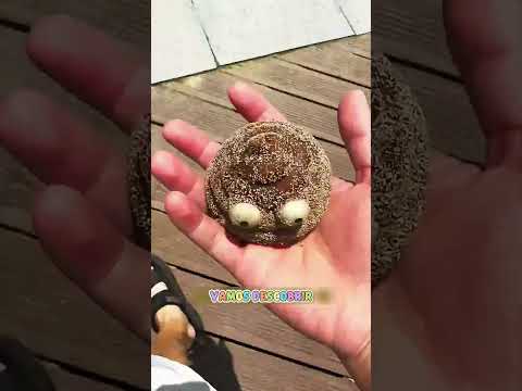 Achei um brinquedo perdido! Ele teve filhotes!