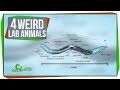 Understanding Model Organisms in Scientific Research