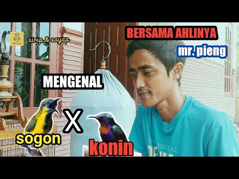 Perbedaan Burung Sogon Dan Konin bersama ahlinya