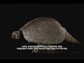 Pliocene Epoch: Geological and Biological Insights
