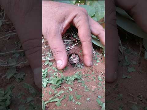 Non venomous snake trap by two fingers carefully । #snake #shorts #nature