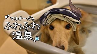 【マルチーズとふわふわ温泉】風呂上がりのしぼんだ犬すき【荒咬オウガ /ホロスターズ】