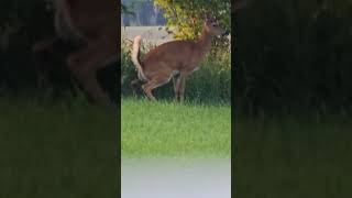 doe marking her territory