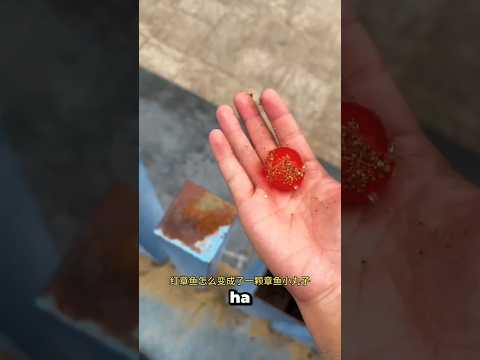 ¡Pulpo Saltarín! 🐙✨