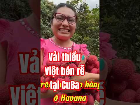 Vải thiều việt bén rễ tại Cuba ngọt ngào tình huynh đệ