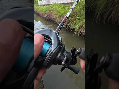 Japanese Seabass💥 #fishing #catfish