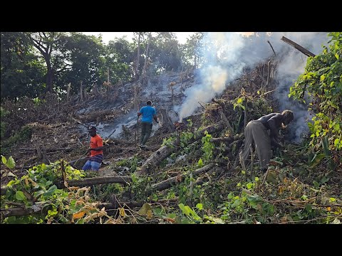 Clearing the land, day 3 on the job