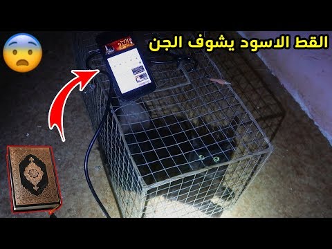 مغامرة مع القط الاسود#1 شغلت له قران شوفو وش صار!!!😰💔