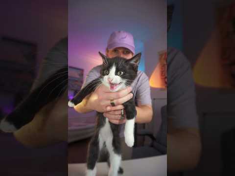 J’ai appris à mon chat à jouer à Minecraft