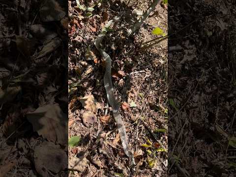 A Very Long Snake Skin #countrydiggers #snakeskin #snake