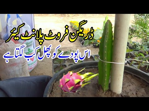 Dragon fruit plant care | Gamle main fruiting kar skta hai | Fruit plant