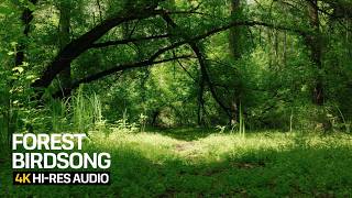3 Hours Spring Forest Birdsong | Birds Singing & Gentle Wind for Sleep, Focus & Relaxation
