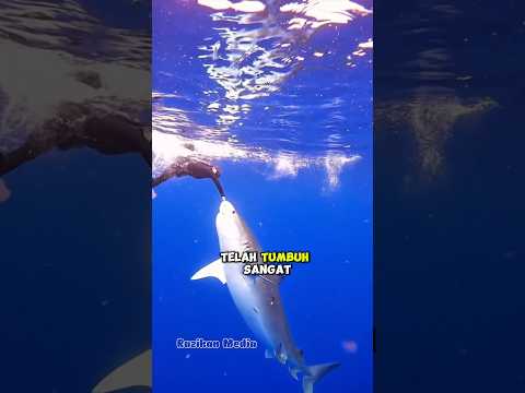 Sahabat Di Lautan ๐ #animals #shorts #shortvideo #viral #shark #sad #short