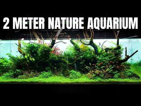 THE BEST AQUASCAPE I'VE EVER CREATED? Full Step by This video is a step by step tutorial of how I made the biggest and the best aquascape I've ever cre