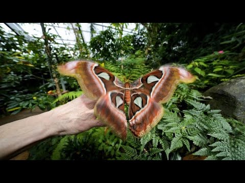Ιταλία: Ένα δάσος γεμάτο πεταλούδες στις Άλπεις