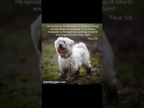 #worshipmusic #christianmusic #gospelmusic #music #cute #christiansongs #dailybibleverse #love #dog