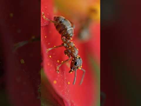 Pollen-Carrying Ants 🐜🌼 Macro Nature Wonder #Ants #Macro #Nature