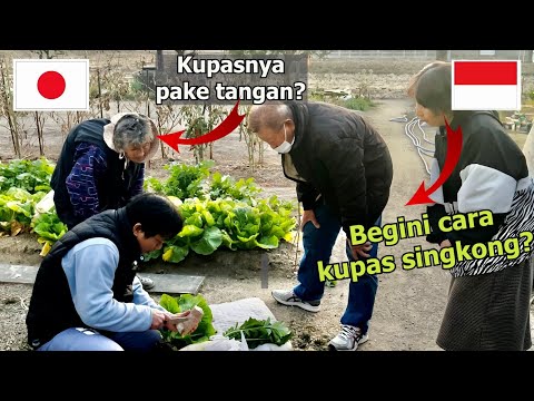 HASIL NENEK JEPANG PERTAMA KALI TANAM SINGKONG