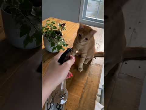 Я страшный зверь #веселыекоты #видосыоткота #cat #прикольныекоты #funnycats #funny #pets #cute