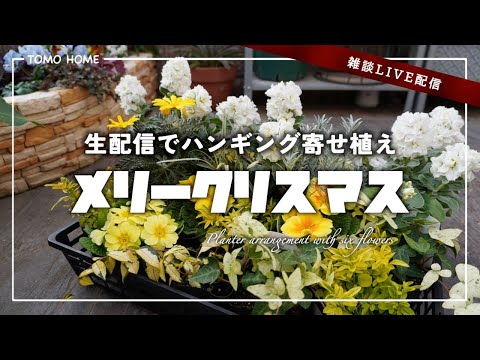 【12/25LIVE】生配信でハンギングバスケット寄せ植え作ってみた【ジュリアン・ストック】