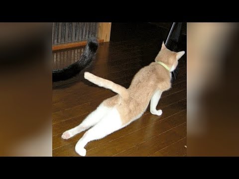 Are you ready for ULTRA LAUGHING? - CATS & DOGS doing HILARIOUS EXERCISES!