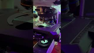 Breast milk under microscope #memes #funny #shorts