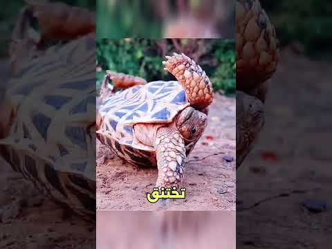 أتعس الحيوانات على وجه الأرض😱