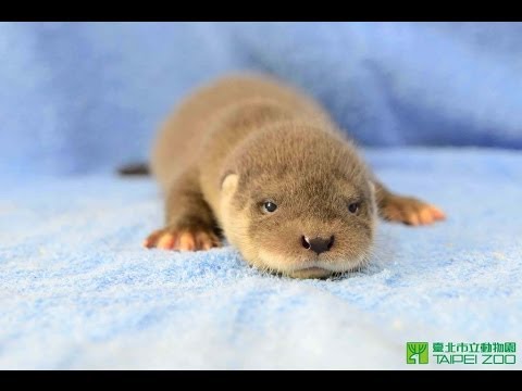 no2  20140413   水獺兄弟打開雙眼看世界 European Otter Brothers Open Their Eyes - YouTube(2分57秒)